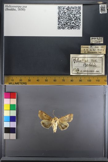 Media type: image;   Entomology 754514